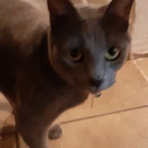 Meet your Posher, Bobby